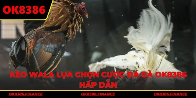 Kèo Wala lựa chọn cược đá gà OK8386 hấp dẫn