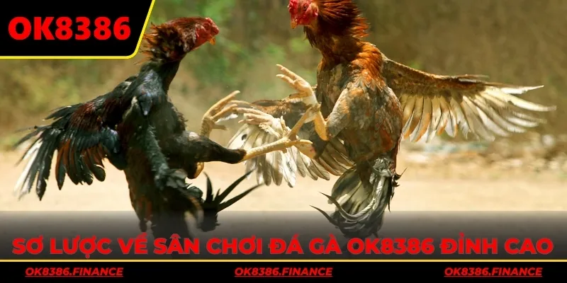 Sơ lược về sân chơi đá gà OK8386 đỉnh cao